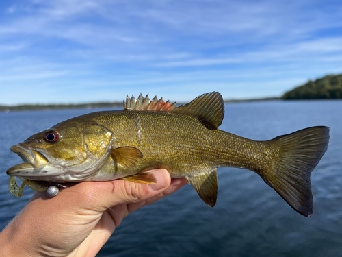 Smallmouth Bass