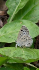 Pseudozizeeria maha okinawana