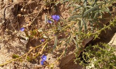 Anchusa