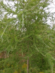 Larix