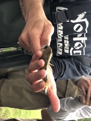 Ambloplites rupestris