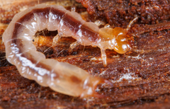 Dendroides canadensis