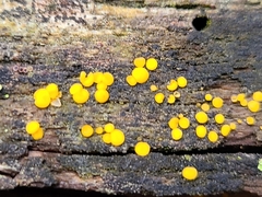 Calycina citrina