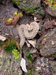 Storeria storerioides