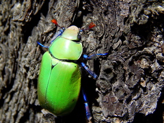 Chrysina erubescens