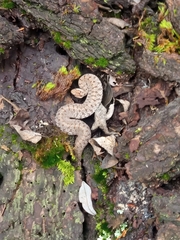 Storeria storerioides