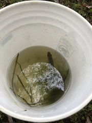 Ambloplites rupestris