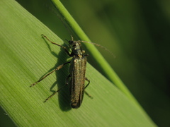 Oedemera