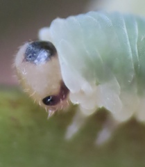 Macremphytus testaceus