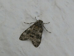 Eucereon myrina