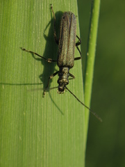Oedemera