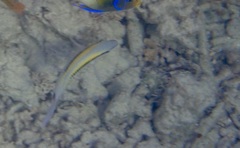 Parupeneus barberinus