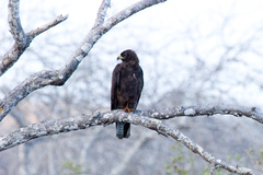 Buteo galapagoensis