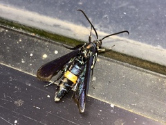 Synanthedon exitiosa