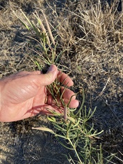 Asclepias fascicularis