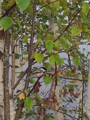 Poecile atricapillus image