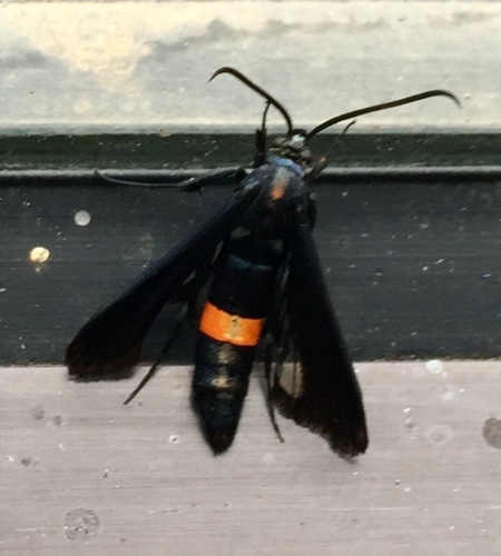 Peachtree Borer Moth photo 5