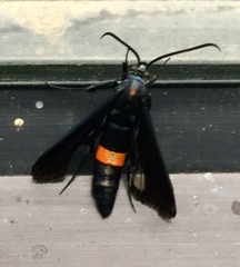 Synanthedon exitiosa