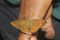Typhedanus ampyx