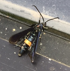 Synanthedon exitiosa