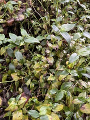 Tradescantia fluminensis