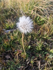 Taraxacum