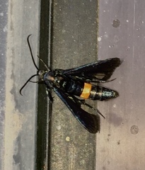 Synanthedon exitiosa