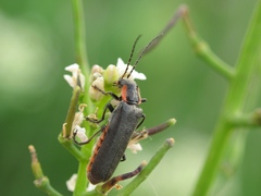 Cantharis obscura