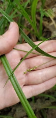 Carex gracillima