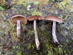 Cortinarius tortuosus