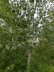 Populus
