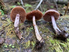 Cortinarius tortuosus
