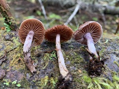 Cortinarius tortuosus