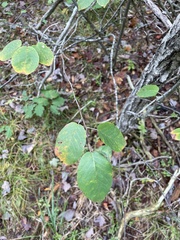 Amelanchier arborea