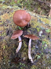 Cortinarius tortuosus