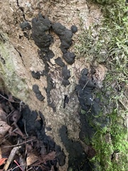 Kretzschmaria deusta