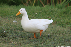 Anas platyrhynchos domesticus