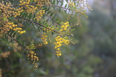 Acacia uncifera