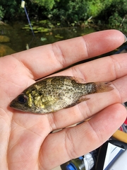 Ambloplites rupestris