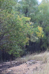 Acacia uncifera