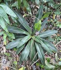Tradescantia spathacea