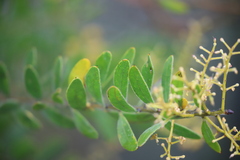 Acacia uncifera