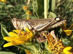 Melanoplus differentialis