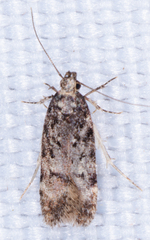 Gelechiinae