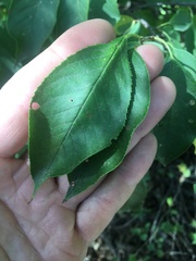 Prunus serotina