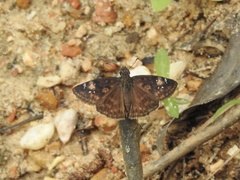 Erynnis zarucco