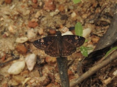 Erynnis zarucco