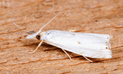 Microcrambus biguttellus