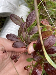 Vaccinium myrtilloides