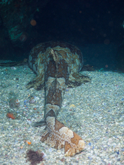 Orectolobus halei